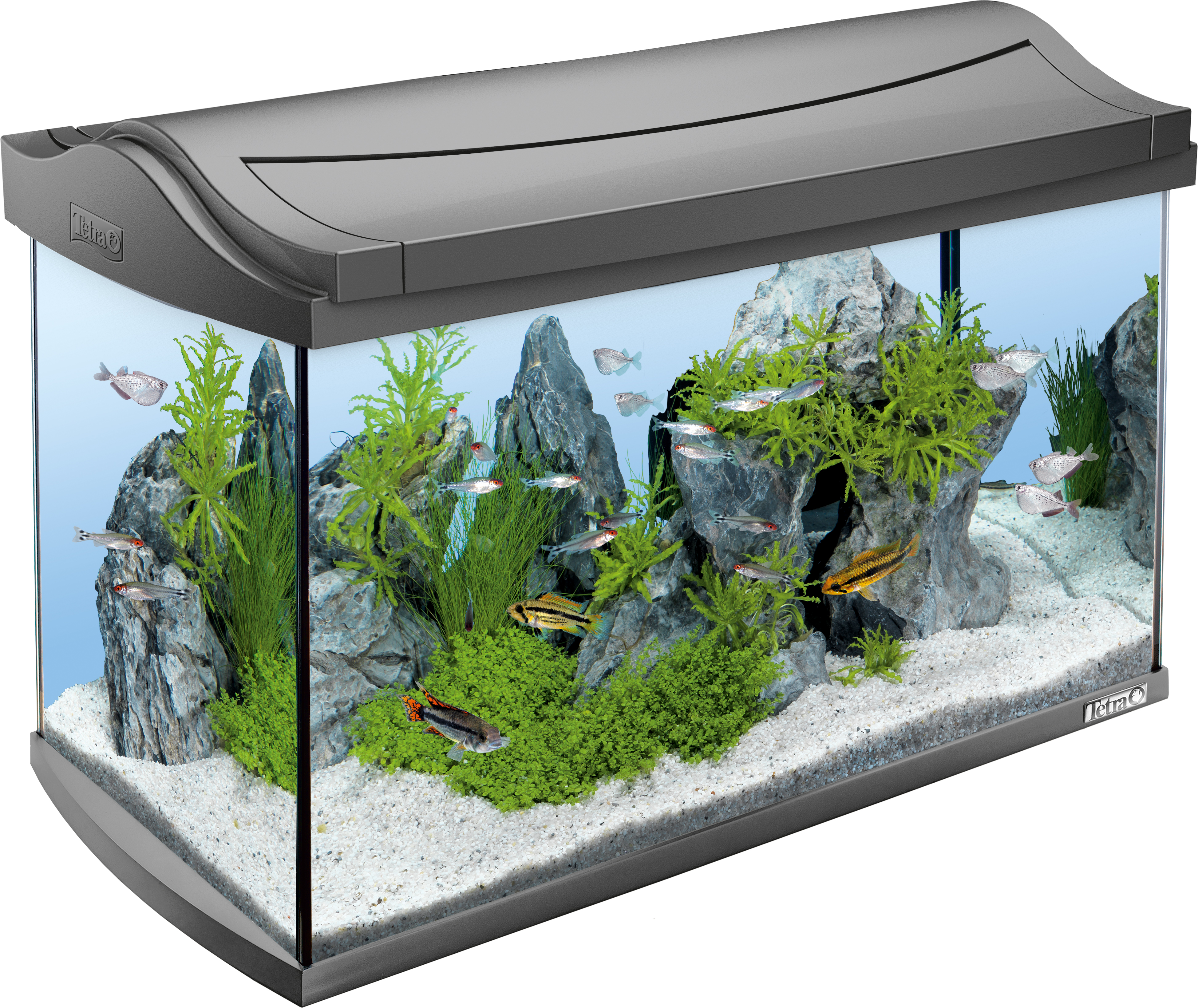schrijven elegant Onschuldig 60L Tetra AquaArt LED complete aquarium set: Tetra
