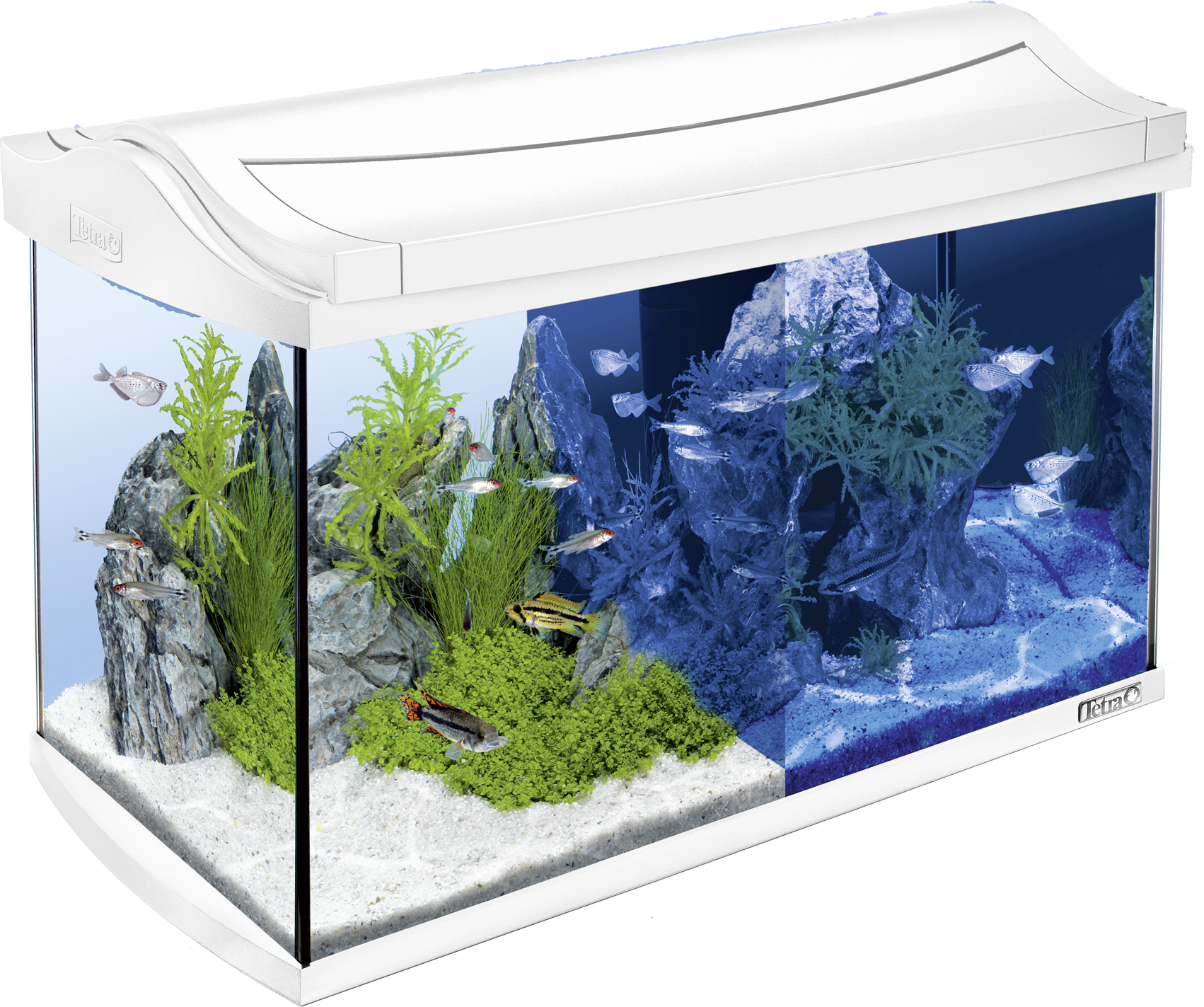 Bacteriën stoom Onbekwaamheid 60L Tetra AquaArt LED aquarium - White: Tetra