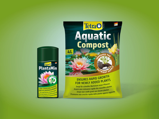 Tetra Plant Care